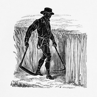 522922-victorian-harvesting-by-scythe.jpeg